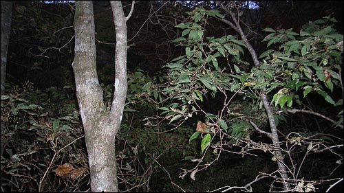 정직한 산처럼 일찍 찾아든 백무동계곡의 어둠 